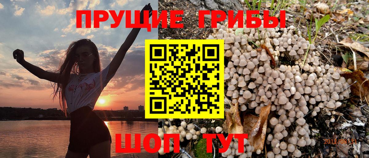 Псилоцибиновые грибы Psilocybine cubensis Саранск